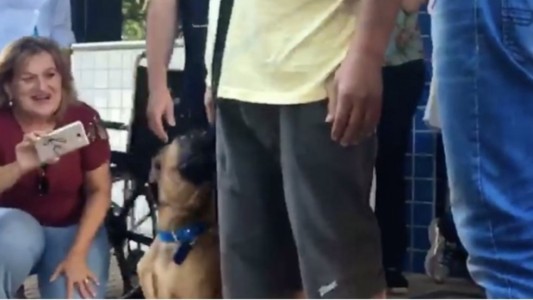 La historia del perro que esperó 8 días a su dueño en la puerta del hospital