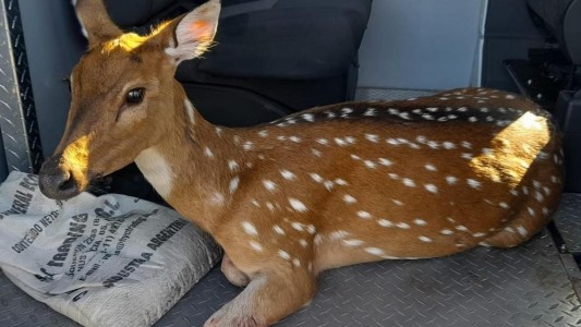 Rescatan a un ciervo herido y lo trasladan a una reserva en Rosario