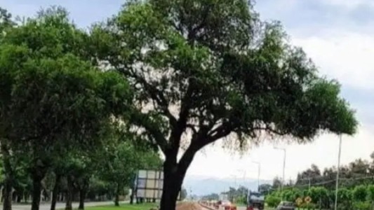 Córdoba: así lograron trasladar un quebracho de 280 años