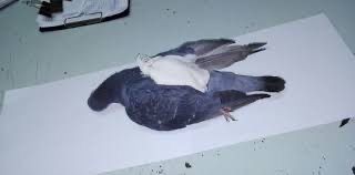 Hallaron una nueva “narcopaloma” cerca de la cárcel de Coronda