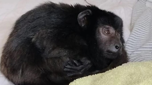 Murió el mono Coco, que había sido rescatado de un placard en una fiesta electrónica