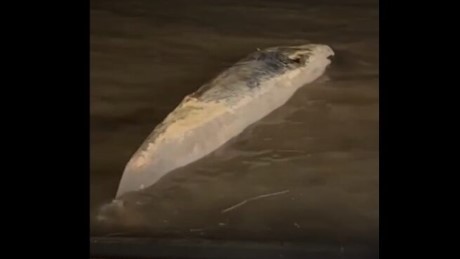 Alerta y misterio en el Río de la Plata: apareció otra ballena muerta en la Costanera y son dos en una semana