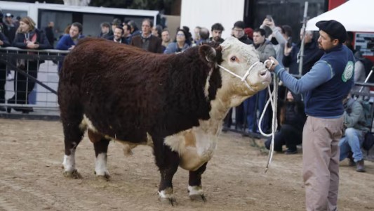 "Escocés", un toro raza Hereford, fue el primer animal en ingresar a la Expo Rural 25