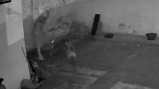 Córdoba: intentó entrar a robar a una casa, fue sorprendido por dos perras y huyó