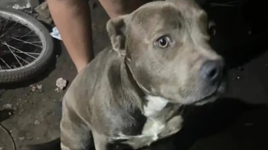 "Nunca pasó una cosa así": hablaron los dueños de los pitbulls que habrían matado al niño en La Plata