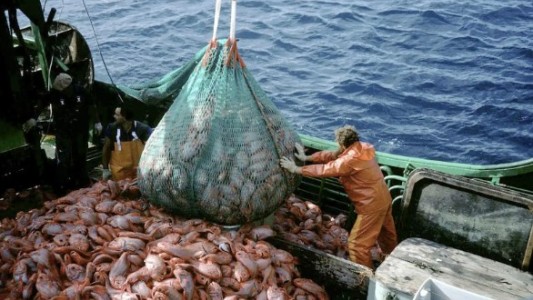 Argentina rompió el récord de capturas de calamar y se posiciona fuerte a nivel mundial