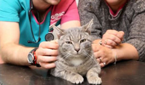 El gato que estuvo en un lavarropas a 60 grados