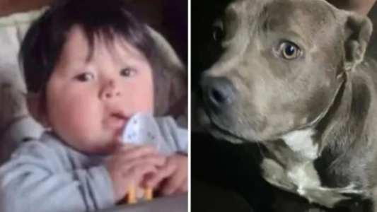 Nene hallado muerto con heridas compatibles con mordeduras de perro: qué reveló la autopsia