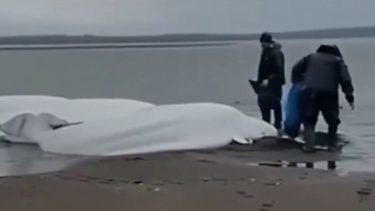 Belugas habrían anticipado el terremoto de Kamchatka