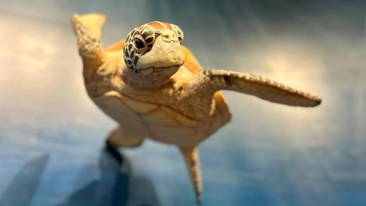 El museo donde se puede ver en persona a la fauna marina que Conicet transmite por YouTube desde Mar del Plata