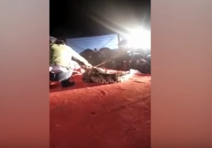 Video escalofriante: el domador que es atacado por un cocodrilo en un circo