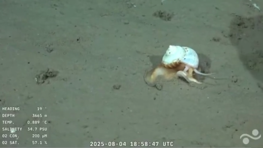 ¿Apareció "Gary"?: el caracol hallado por el Conicet a 3.600 metros de profundidad que es furor en redes