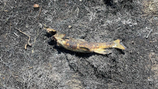 Corte de luz e incendio: descubrieron que el origen fue un pez que cayó del cielo