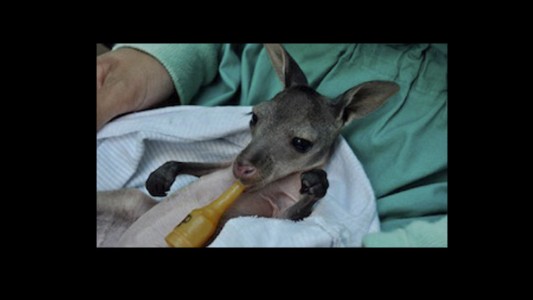 El bebé canguro que salvó su vida tras la decisión de su madre antes de morir