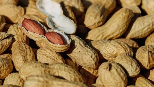 Argentina se posiciona como principal exportador de maní en el mundo