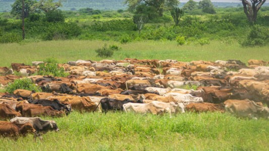 Más de un tercio del suelo argentino está en peligro, advierte especialista de la Facultad de Agronomía de la UBA