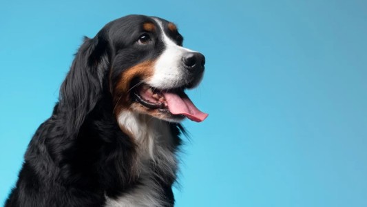 Alerta por un “mata-perros” en Belgrano y Las Cañitas: denuncian que hay mascotas envenenadas