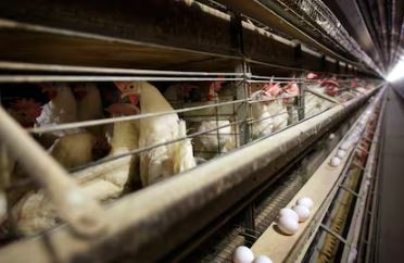 Argentina suspende parte de las exportaciones de productos aviares tras detectar un caso de gripe aviar