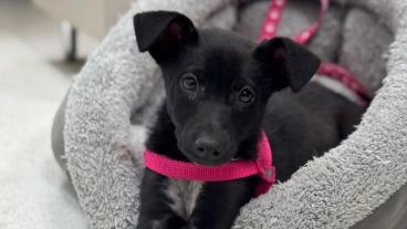 El Sanatorio de Niños de Rosario adoptó a "Chula" para acompañar a los pacientes