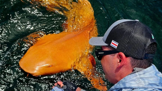 Pescadores encontraron un extraño tiburón de piel naranja naranja