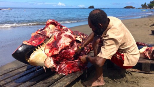 Escalofriante: sacrificaron dos orcas frente a turistas