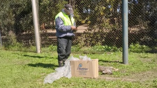 Denuncian posible envenenamiento de zorros en Santa Fe