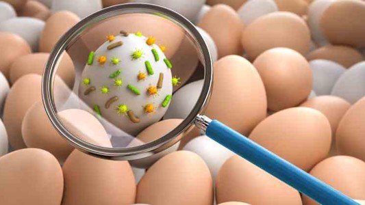 Estados Unidos: preocupa un brote de salmonela