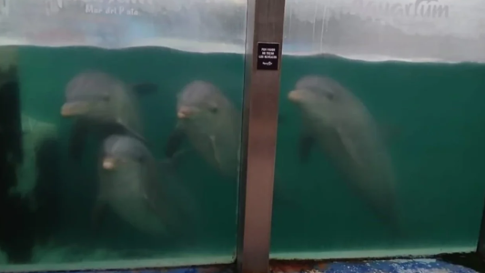 Ponen fin a los espectáculos marinos por las malas condiciones: preocupa el destino de los delfines