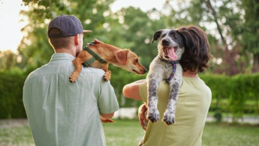 Córdoba: la Justicia desestimó un acuerdo de cuidado de mascotas tras un divorcio