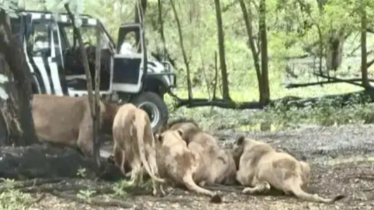 Guarda de un zoológico murió devorado por leones