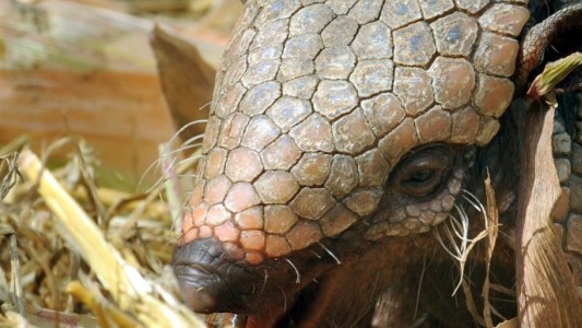 Descubrieron en Chile un armadillo con cuernos de hace 11 millones de años
