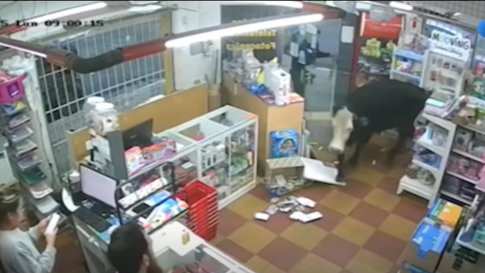 Video: la clienta menos esperada