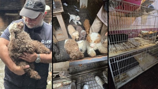 Rescataron a 14 perros caniches hacinados de un criadero ilegal en Flores