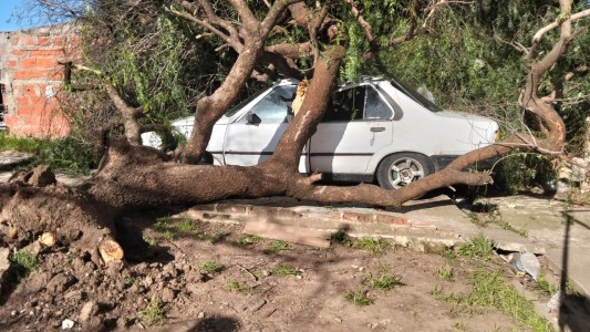 Rosario: un árbol cayó sobre su auto y pide ayuda para volver a movilizarse