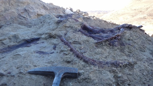 Chubut: descubrieron un dinosaurio carnívoro que habría sido de los últimos en extinguirse