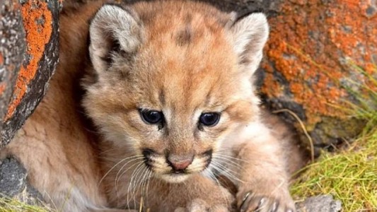 Detuvieron a un joven tras difundir en redes sociales el ataque a un cachorro de puma