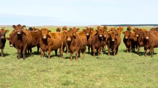 Córdoba lanza el “corral del Estado” para fortalecer trazabilidad y apoyo a pequeños ganaderos