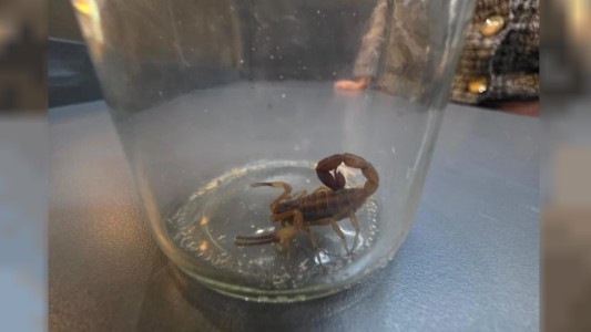 Denuncian que en la sede central  de ARCA los empleados conviven con cucarachas y alacranes