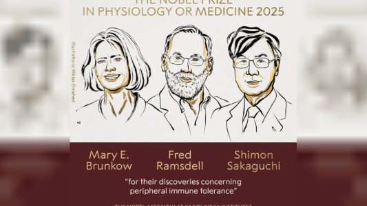 El premio Nobel de Medicina 2025 fue otorgado a Mary E. Brunkow, Fred Ramsdell y Shimon Sakaguchi