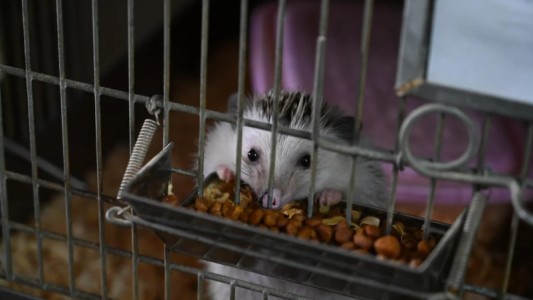 Rescataron a 87 erizos africanos en un criadero ilegal de Balvanera