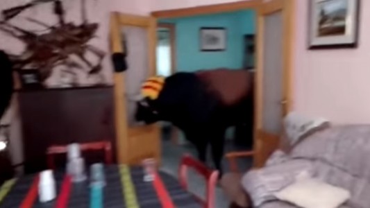 Video: Un toro se metió en el living de una casa en medio de una corrida en Valencia