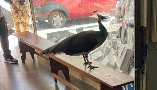 Un insólito peatón en el centro de Córdoba: rescatan a un pavo real suelto en plena ciudad