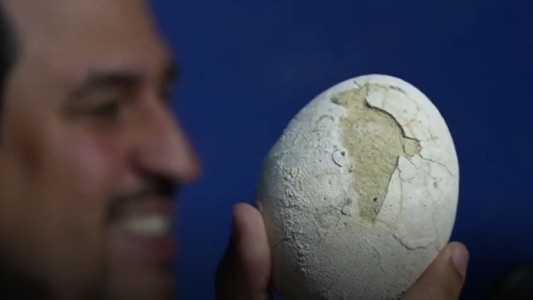 Expedición Cretácica: encuentran el huevo de dinosaurio mejor conservado del mundo en la Patagonia