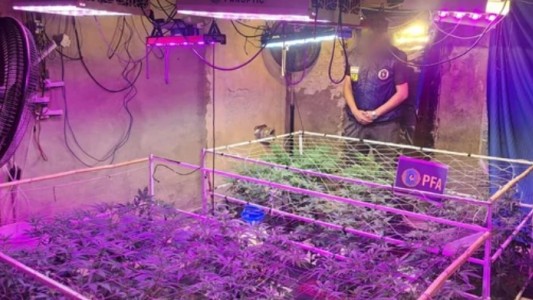 Desmantelan un invernadero clandestino de marihuana en Avellaneda: un detenido