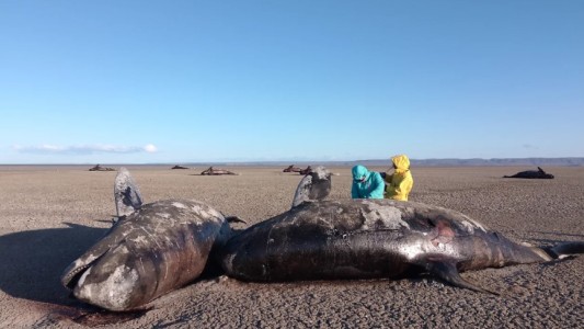 Estudian el varamiento de orcas en el norte de Tierra del Fuego