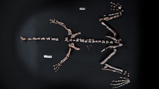 La Rioja: encontraron restos fósiles de un dinosaurio que vivió hace más de 230 millones de años