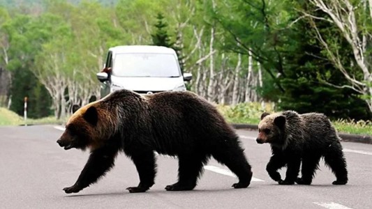 Récord en Japón: siete muertos por ataques de osos en lo que va del año
