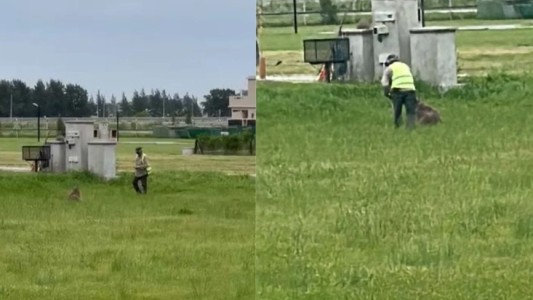 Denuncian que golpearon a un carpincho hasta dejarlo en estado crítico en un country de Canning