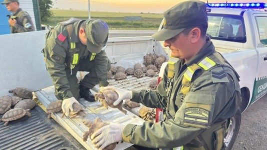 Santa Fe: trasladaban 166 tortugas dentro de bolsas arpilleras en un cargamento de cebollas