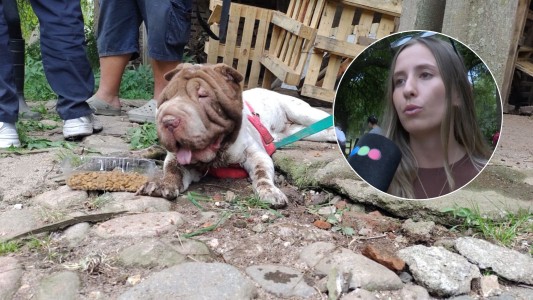 Rescatan más de 80 perros hacinados en un criadero clandestino en Córdoba